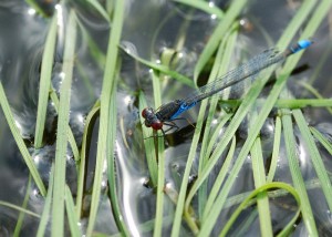 Male Small Red-eyed Damselfly