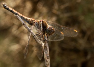 Female Common Darter