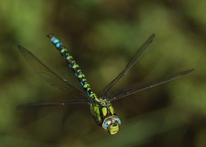 Male Southern Hawker