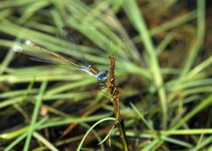 Male Emerald Damselfly