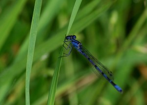 Male Common Blue Damselfly