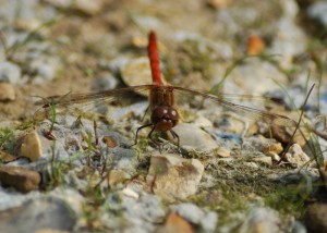 Male Common Darter