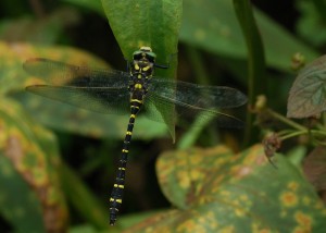 Golden-ringed Dragonfly