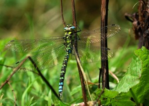 Male Southern Hawker