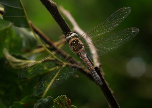 Female Migrant Hawker