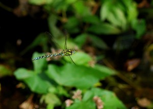 Male Southern Hawker