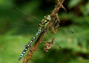 Male Southern Hawker