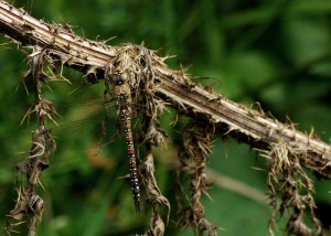 Female Migrant Hawker