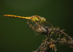 Female Common Darter