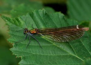 Female Beautiful Demoiselle