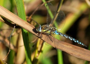 Male Migrant Hawker