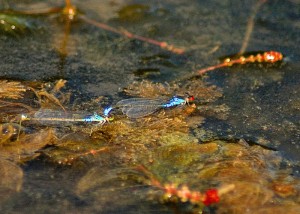 Tandem Pair of Small Red-eyed Damselflies