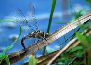 Ovipositing Female Migrant Hawker