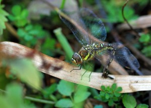 Ovipositing Female Migrant Hawker