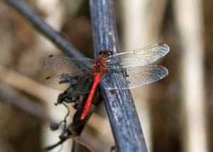 Male Ruddy Darter