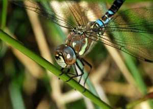 Male Migrant Hawker