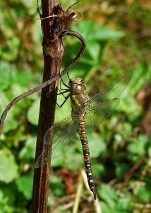 Female Migrant Hawker