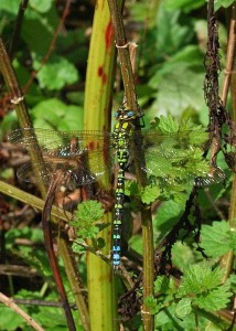 Male Southern Hawker