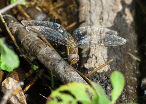 Ovipositing Female Migrant Hawker