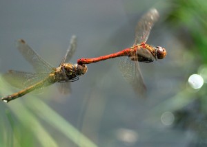 Ovipositing Common Darters