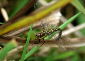 Ovipositing Female Migrant Hawker