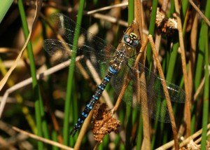 Male Migrant Hawker