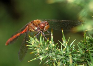 Male Common Darter