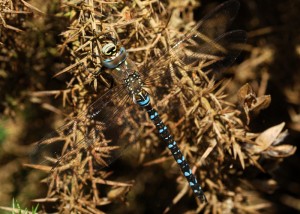 Male Migrant Hawker