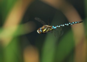 Male Migrant Hawker