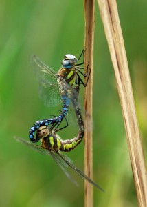 Migrant Hawker Mating Wheel