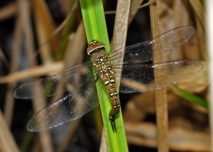 Ovipositing Female Migrant Hawker