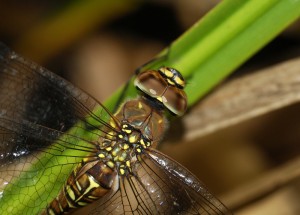 Ovipositing Female Migrant Hawker