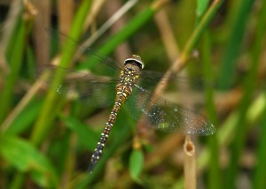 Ovipositing Female Migrant Hawker