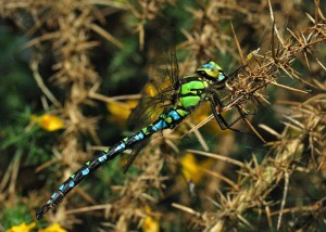 Male Southern Hawker