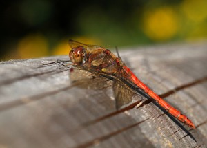 Male Common Darter