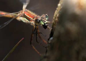 Feeding Female Emerald Damselfly