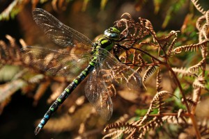 Male Southern Hawker