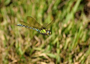 Male Southern Hawker