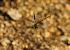 Male Southern Hawker