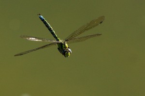 Male Southern Hawker