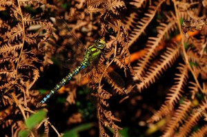 Male Southern Hawker