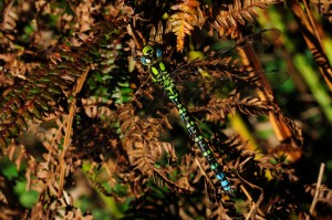 Male Southern Hawker