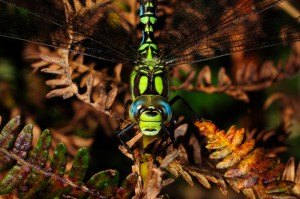 Male Southern Hawker