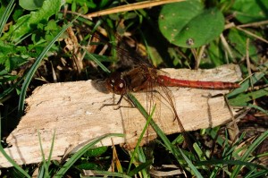 Male Common Darter