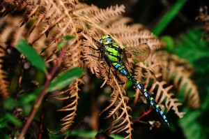 Male Southern Hawker