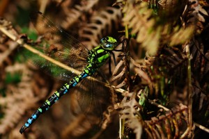 Male Southern Hawker