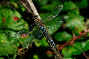 Male Migrant Hawker