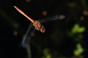 Male Common Darter