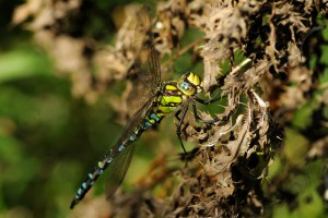 Male Southern Hawker