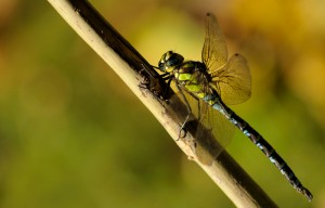 Male Southern Hawker